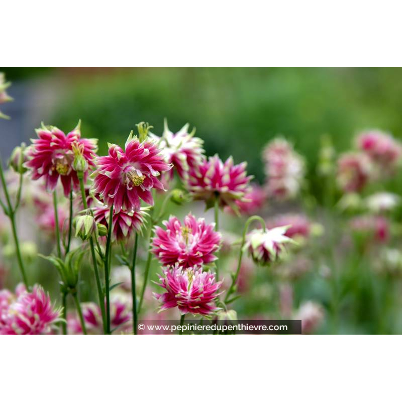 AQUILEGIA vulgaris 'Nora Barlow'