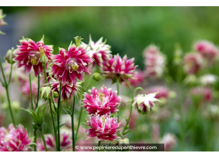 AQUILEGIA vulgaris 'Nora Barlow'