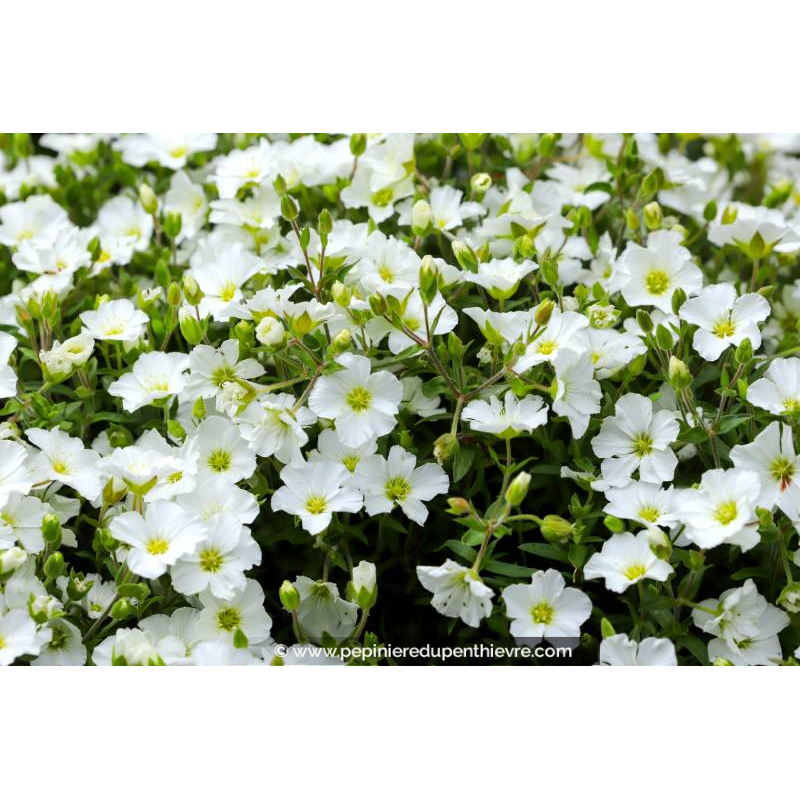 ARENARIA montana, Sabline des montagnes, blanc - Pépinière du Penthièvre