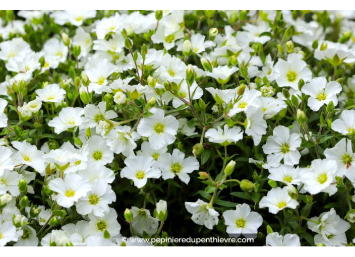 ARENARIA montana, Sabline des montagnes, blanc - Pépinière du Penthièvre