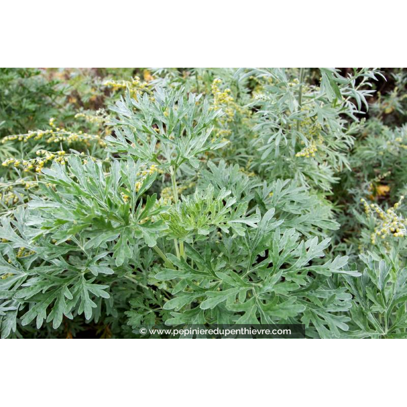 ARTEMISIA absinthium