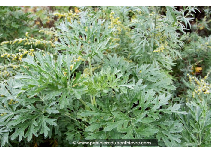 ARTEMISIA absinthium
