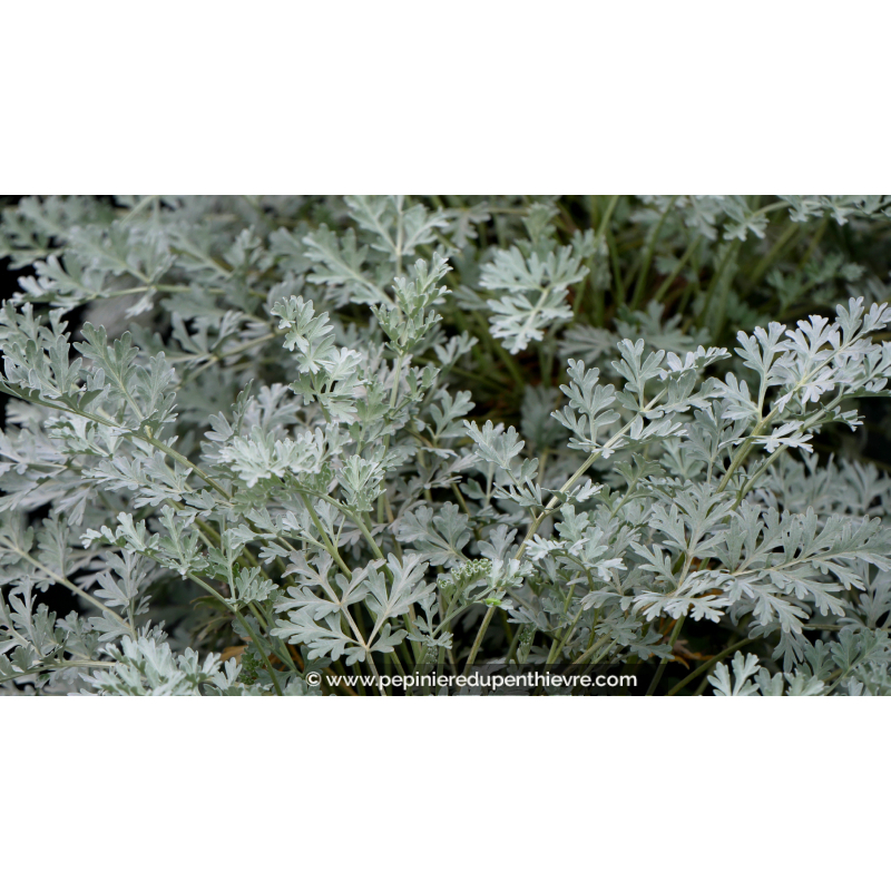 ARTEMISIA absinthium 'Lambrook Silver'
