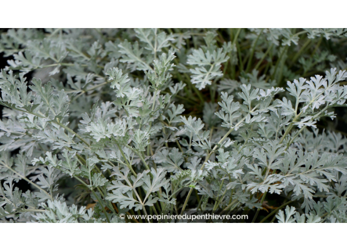 ARTEMISIA absinthium 'Lambrook Silver'