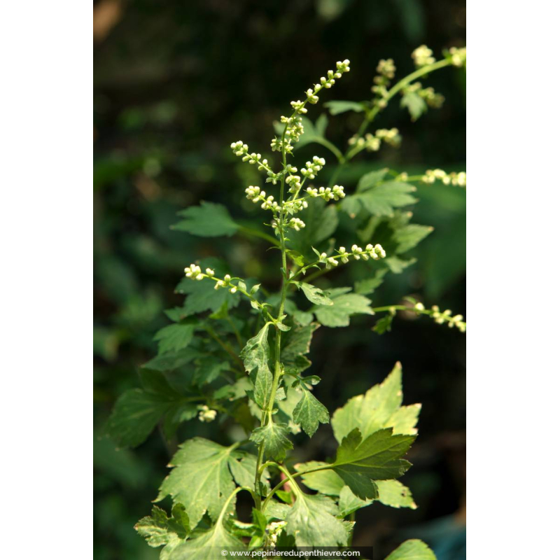 ARTEMISIA lactiflora