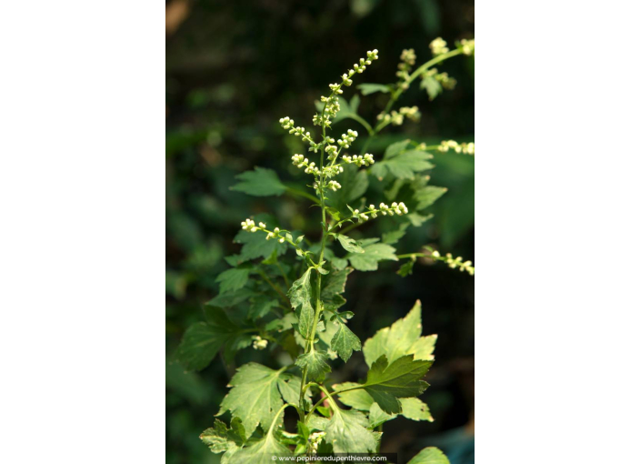 ARTEMISIA lactiflora