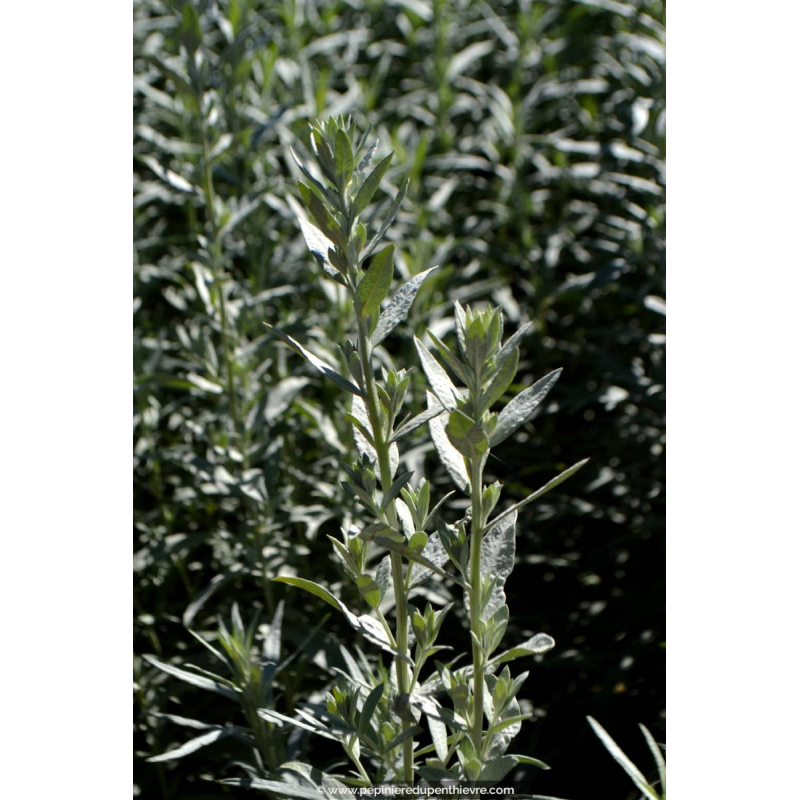 ARTEMISIA ludoviciana 'Silver Queen'