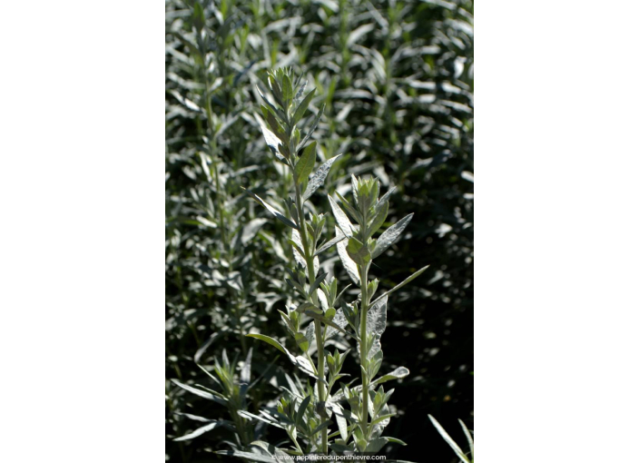 ARTEMISIA ludoviciana 'Silver Queen'