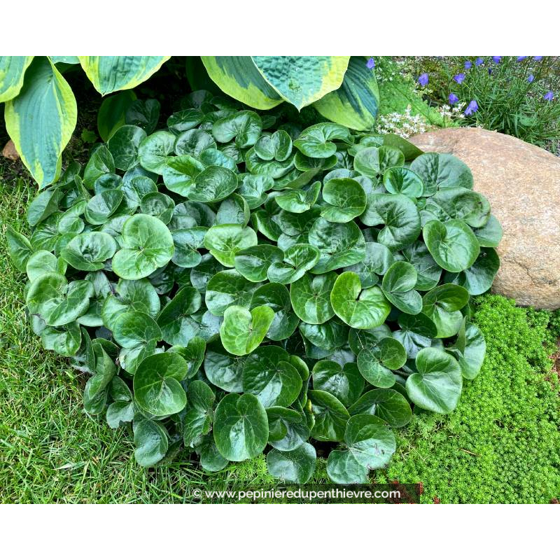 ASARUM europaeum