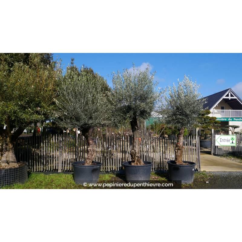 OLEA europaea - OLIVIER 'Mini Bonsaï 30/50'