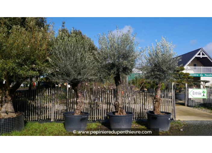 OLEA europaea - OLIVIER 'Mini Bonsaï 30/50'