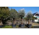 OLEA europaea - OLIVIER 'Mini Bonsaï 30/50'