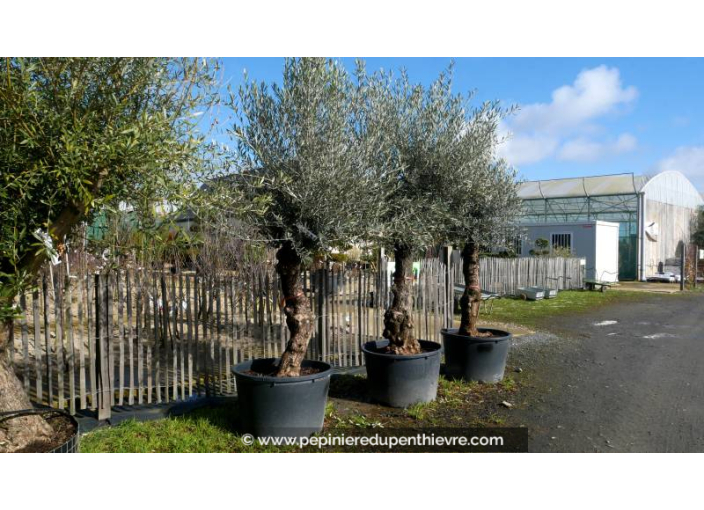 OLEA europaea - OLIVIER 'Mini Bonsaï 30/50'