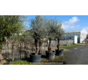 OLEA europaea - OLIVIER 'Mini Bonsaï 30/50'