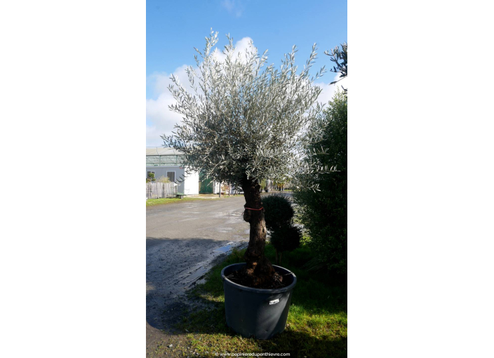 OLEA europaea - OLIVIER 'Mini Bonsaï 30/50'