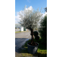 OLEA europaea - OLIVIER 'Mini Bonsaï 30/50'