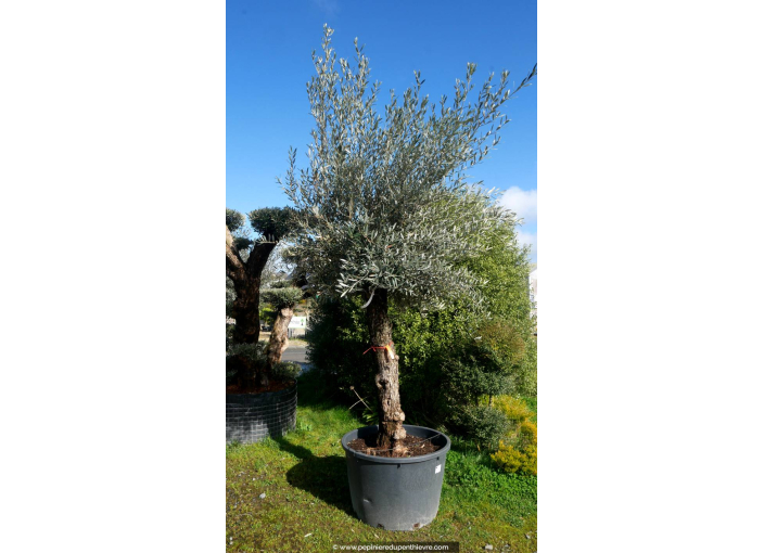 OLEA europaea - OLIVIER 'Mini Bonsaï 30/50'