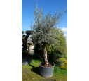 OLEA europaea - OLIVIER 'Mini Bonsaï 30/50'