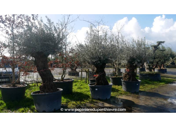 OLEA europaea - OLIVIER 'Bonsaï 60/80'