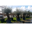 OLEA europaea - OLIVIER 'Bonsaï 60/80'