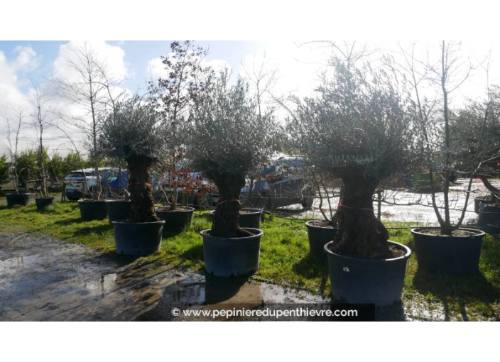 OLEA europaea - OLIVIER 'Bonsaï 60/80'