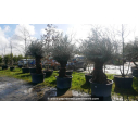 OLEA europaea - OLIVIER 'Bonsaï 60/80'