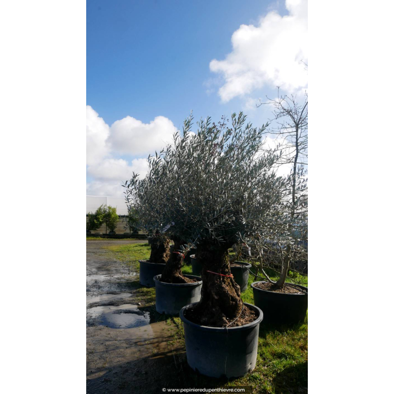 OLEA europaea - OLIVIER 'Bonsaï 60/80'