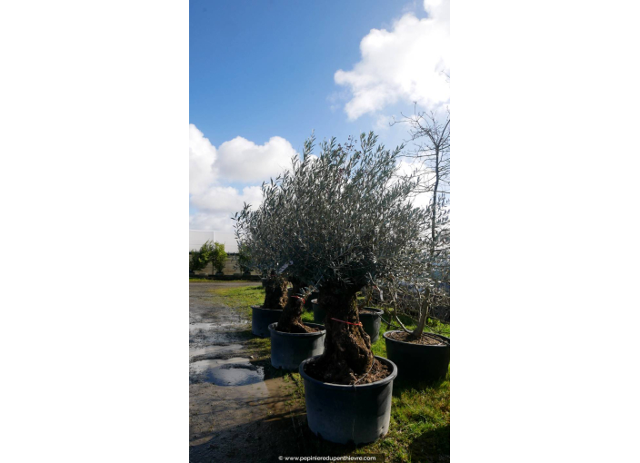 OLEA europaea - OLIVIER 'Bonsaï 60/80'