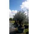 OLEA europaea - OLIVIER 'Bonsaï 60/80'