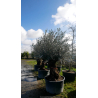 OLEA europaea - OLIVIER \'Bonsaï 60/80\'