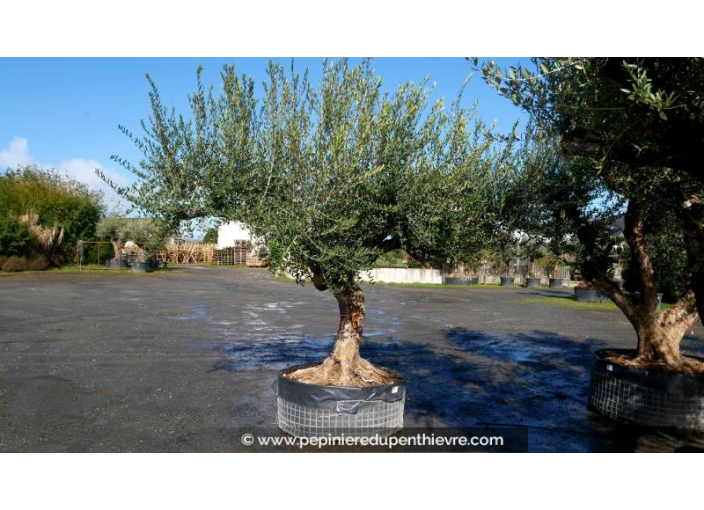 OLEA europaea - OLIVIER 'Vieux Tronc 100/120'