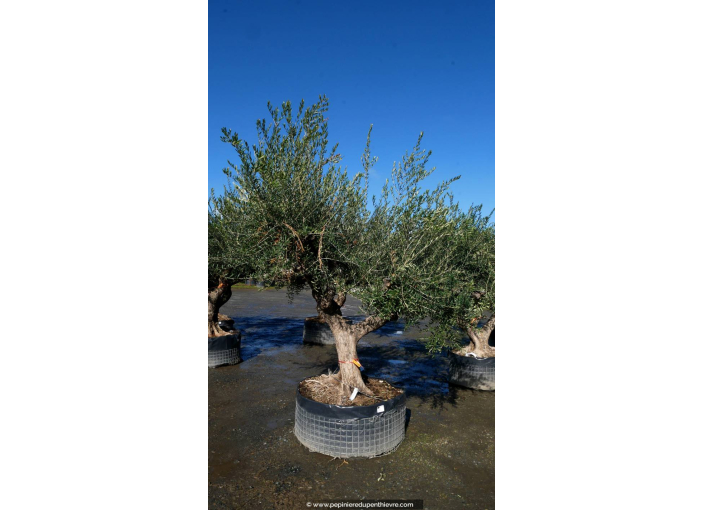 OLEA europaea - OLIVIER 'Vieux Tronc 100/120'