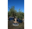 OLEA europaea - OLIVIER 'Vieux Tronc 100/120'