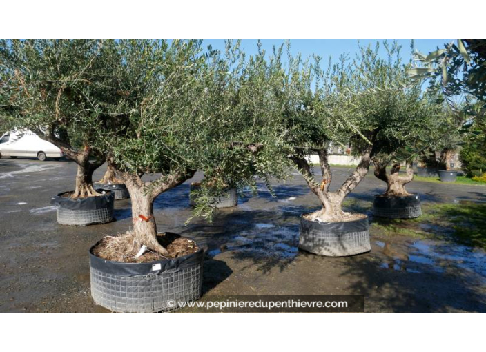 OLEA europaea - OLIVIER 'Vieux Tronc 100/120'