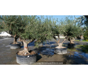 OLEA europaea - OLIVIER 'Vieux Tronc 100/120'