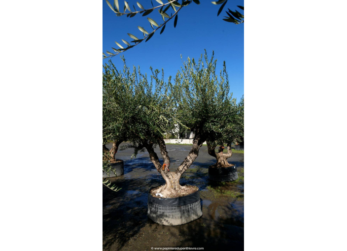 OLEA europaea - OLIVIER 'Vieux Tronc 100/120'