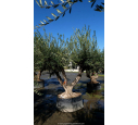 OLEA europaea - OLIVIER 'Vieux Tronc 100/120'