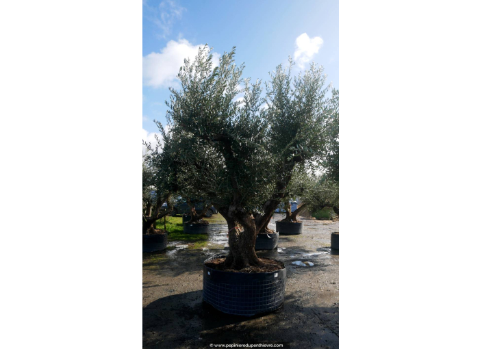 OLEA europaea - OLIVIER 'Vieux Tronc 140/150'