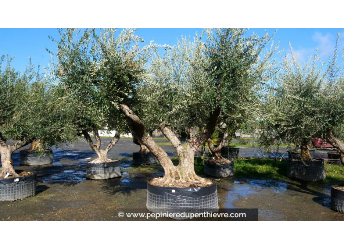 OLEA europaea - OLIVIER 'Vieux Tronc 140/150'