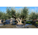 OLEA europaea - OLIVIER 'Vieux Tronc 140/150'