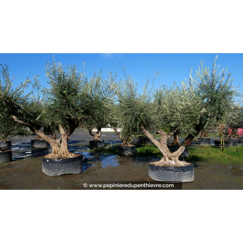 OLEA europaea - OLIVIER 'Vieux Tronc 140/150'