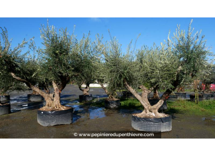 OLEA europaea - OLIVIER 'Vieux Tronc 140/150'