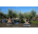 OLEA europaea - OLIVIER 'Vieux Tronc 140/150'