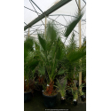 WASHINGTONIA robusta 'Cépée 200/250'
WASHINGTONIA robusta \'Cépée 200/250\'