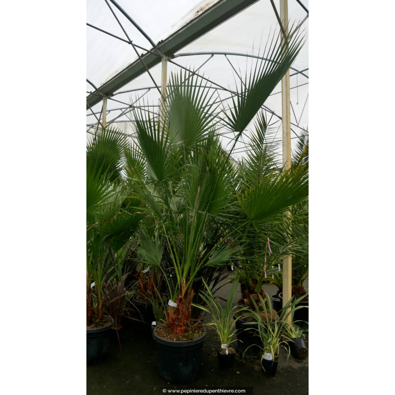 WASHINGTONIA robusta 'Cépée 200/250'