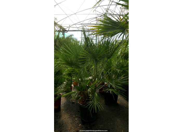 CHAMAEROPS humilis '100/125'