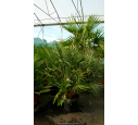 CHAMAEROPS humilis '100/125'