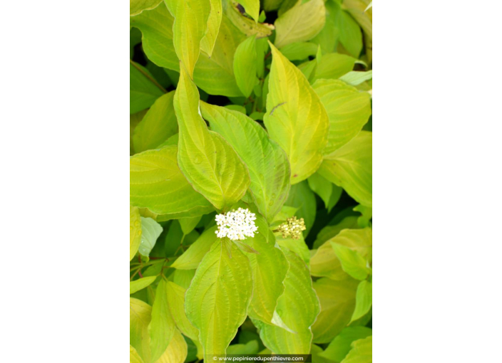 CORNUS alba 'Aurea'