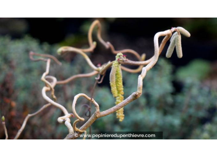 CORYLUS avellana 'Contorta' - Hiver