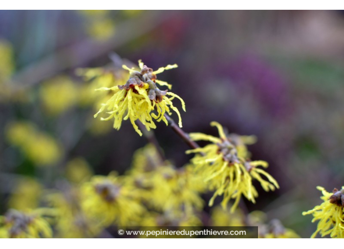 HAMAMELIS x intermedia 'Pallida' - Hiver